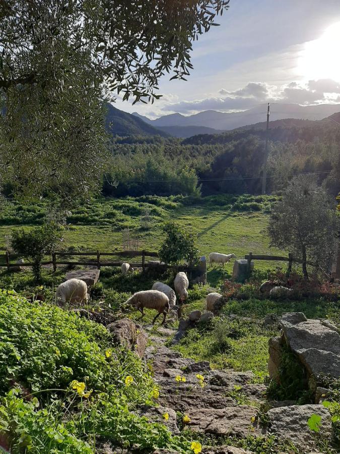 S'Imbragu Farm B&B Tortolì Extérieur photo